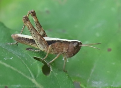 Orthoptera