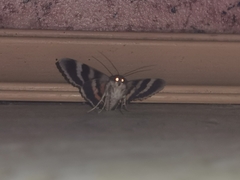 Catocala nupta