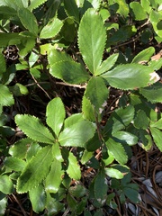 Macrolearia colensoi