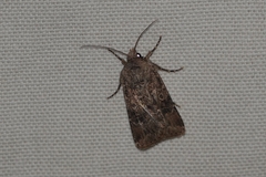 Agrotis bigramma