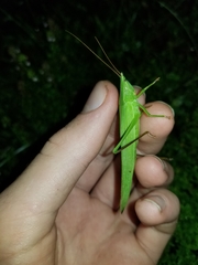 Neoconocephalus ensiger
