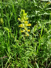 Rhinanthus serotinus aestivalis