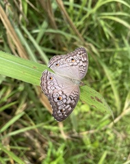 Junonia atlites