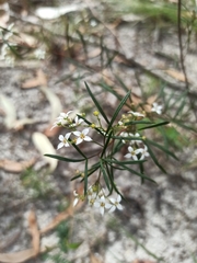 Zieria laxiflora