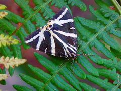 Euplagia quadripunctaria