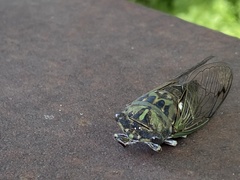 Neotibicen pruinosus