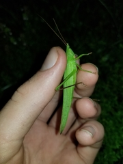 Neoconocephalus ensiger