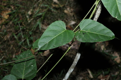 Leichhardtia rostrata
