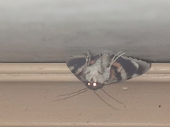 Catocala nupta