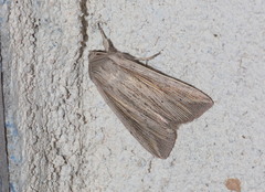 Mythimna riparia