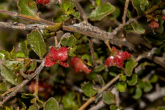 Dodonaea baueri