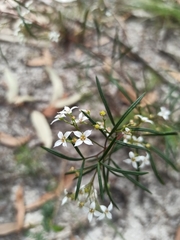 Zieria laxiflora