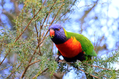 Trichoglossus moluccanus