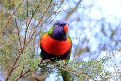 Trichoglossus moluccanus