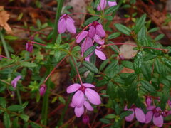 Tetratheca thymifolia
