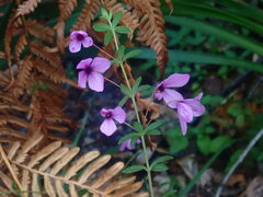 Tetratheca thymifolia