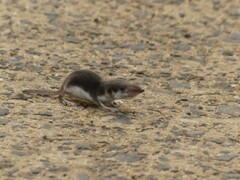 Crocidura leucodon