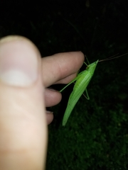 Neoconocephalus ensiger