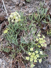 Crithmum maritimum