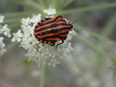 Graphosoma italicum italicum