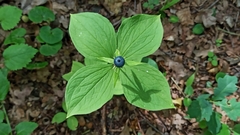 Paris quadrifolia