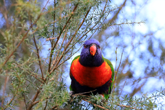 Trichoglossus moluccanus