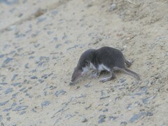 Crocidura leucodon