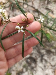 Zieria laxiflora
