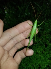 Neoconocephalus ensiger