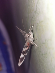 Catocala nupta