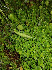 Neoconocephalus ensiger