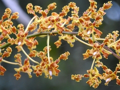 Dendrobium discolor