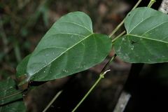 Leichhardtia rostrata
