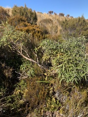 Olearia ilicifolia