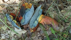 Neoboletus erythropus