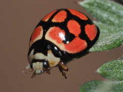 Cheilomenes lunata
