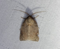 Beara tortriciformis