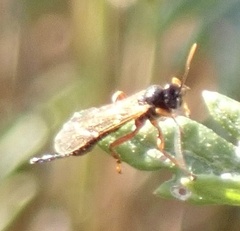 Pimpla rufipes