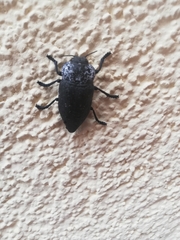 Capnodis tenebrionis