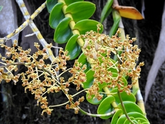 Dendrobium discolor
