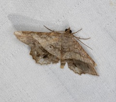 Chiasmia monticolaria