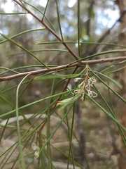 Hakea actites
