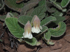 Hermannia geniculata