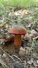 Neoboletus erythropus