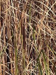 Typha angustifolia
