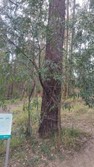 Eucalypteae