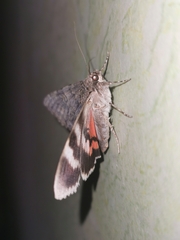 Catocala nupta
