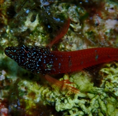 Tripterygion melanurus