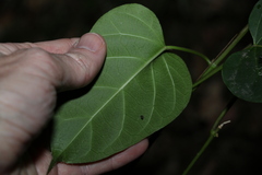 Leichhardtia rostrata