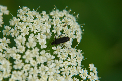 Grammoptera ruficornis